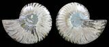 Polished Ammonite Pair - Agatized #56293-1